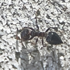 Crematogaster sp. (genus) at Coolo Park - 8 Mar 2024 02:10 PM