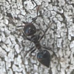 Crematogaster sp. (genus) at Coolo Park - 8 Mar 2024 02:10 PM