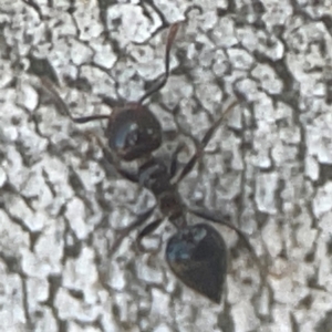 Crematogaster sp. (genus) at Coolo Park - 8 Mar 2024