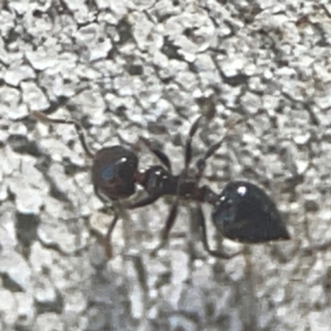 Crematogaster sp. (genus) at Coolo Park - 8 Mar 2024