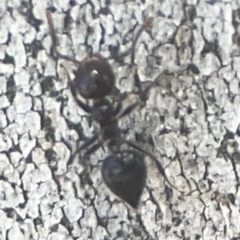 Crematogaster sp. (genus) at Coolo Park - 8 Mar 2024