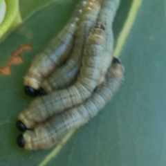 Perginae sp. (subfamily) (Unidentified pergine sawfly) at Coolo Park - 8 Mar 2024 by Hejor1