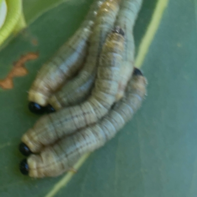 Perginae sp. (subfamily) (Unidentified pergine sawfly) at Coolo Park - 8 Mar 2024 by Hejor1