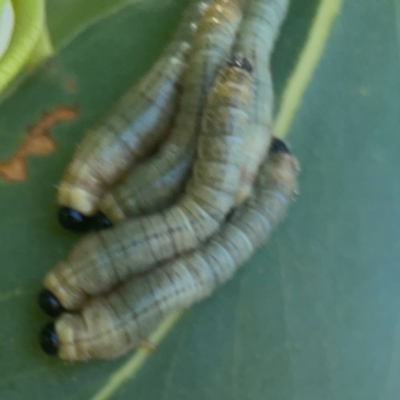 Pergidae sp. (family) (Unidentified Sawfly) at Coolo Park - 8 Mar 2024 by Hejor1