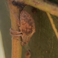 Gonipterus sp. (genus) (Eucalyptus Weevil) at Coolo Park - 8 Mar 2024 by Hejor1