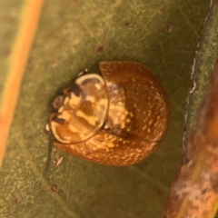 Paropsisterna decolorata (A Eucalyptus leaf beetle) at Weston, ACT - 8 Mar 2024 by Hejor1