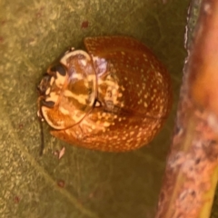 Paropsisterna cloelia at Coolo Park - 8 Mar 2024 02:16 PM