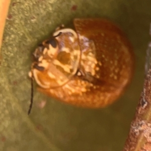 Paropsisterna decolorata at Coolo Park - 8 Mar 2024