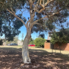 Eucalyptus mannifera subsp. mannifera (Brittle Gum) at Weston, ACT - 8 Mar 2024 by Hejor1