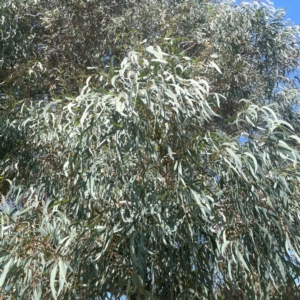 Eucalyptus mannifera subsp. mannifera at Coolo Park - 8 Mar 2024