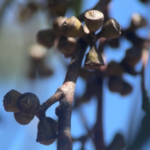 Eucalyptus mannifera subsp. mannifera at Coolo Park - 8 Mar 2024