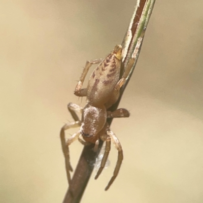 Clubiona sp. (genus) (Unidentified Stout Sac Spider) at Weston, ACT - 8 Mar 2024 by Hejor1