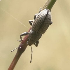 Naupactus leucoloma (White-fringed weevil) at Weston, ACT - 8 Mar 2024 by Hejor1