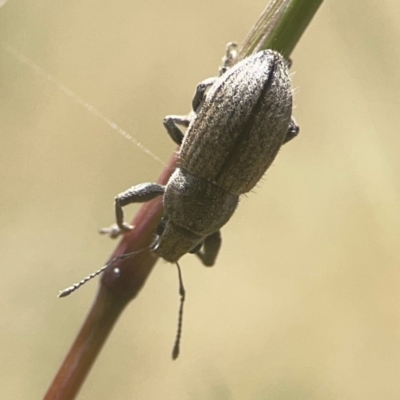 Naupactus leucoloma (White-fringed weevil) at Coolo Park - 8 Mar 2024 by Hejor1