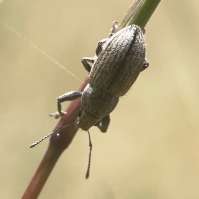 Naupactus leucoloma (White-fringed weevil) at Weston, ACT - 8 Mar 2024 by Hejor1
