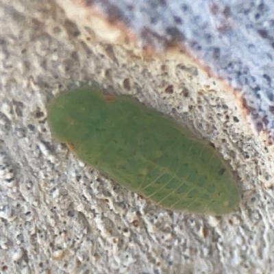 Ledrinae (subfamily) (A Flat-headed Leafhopper) at Coolo Park - 8 Mar 2024 by Hejor1