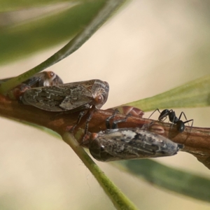 Cicadellidae (family) at Weston, ACT - 8 Mar 2024