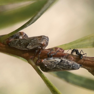 Cicadellidae (family) (Unidentified leafhopper) at Weston, ACT - 8 Mar 2024 by Hejor1