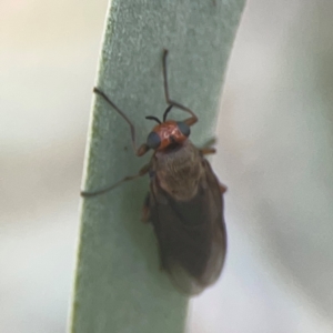 Inopus rubriceps at Coolo Park - 8 Mar 2024