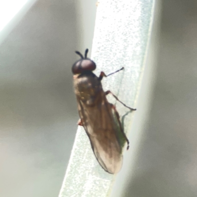 Australoactina sp. (genus) (Soldier fly) at Weston, ACT - 8 Mar 2024 by Hejor1