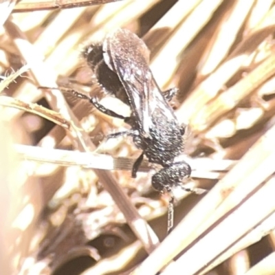 Mutillidae (family) (Unidentified Mutillid wasp or velvet ant) at Weston, ACT - 8 Mar 2024 by Hejor1