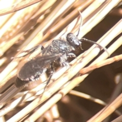 Mutillidae (family) at Coolo Park - 8 Mar 2024