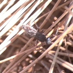 Mutillidae (family) at Coolo Park - 8 Mar 2024