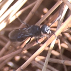 Mutillidae (family) at Coolo Park - 8 Mar 2024