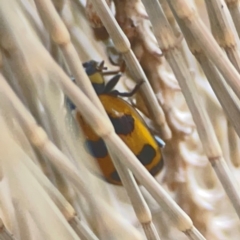 Coccinella transversalis at Coolo Park - 8 Mar 2024