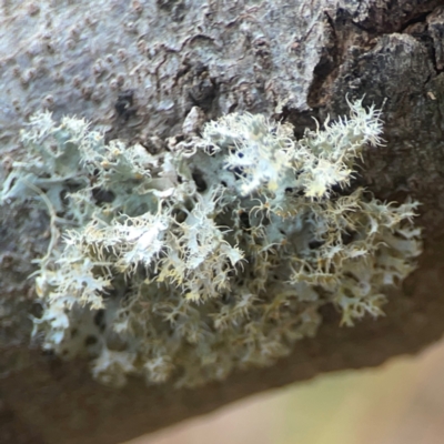 Usnea sp. (genus) (Bearded lichen) at Coolo Park - 8 Mar 2024 by Hejor1