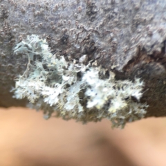 Usnea sp. (genus) at Coolo Park - 8 Mar 2024 02:32 PM