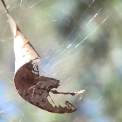 Araneidae (family) (Orb weaver) at Coolo Park - 8 Mar 2024 by Hejor1