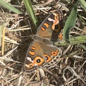 Junonia villida at Coolo Park - 8 Mar 2024 02:45 PM