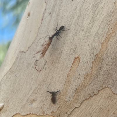 Myrmecia sp. (genus) (Bull ant or Jack Jumper) at Coolo Park - 8 Mar 2024 by Hejor1