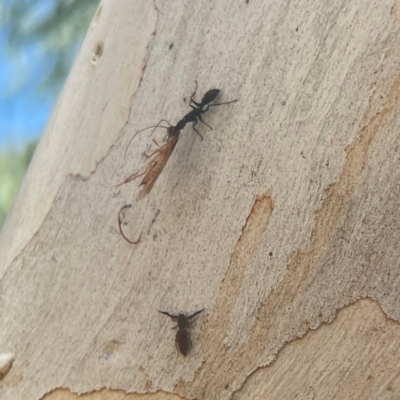 Myrmecia sp. (genus) (Bull ant or Jack Jumper) at Weston, ACT - 8 Mar 2024 by Hejor1