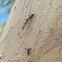 Myrmecia sp. (genus) (Bull ant or Jack Jumper) at Coolo Park - 8 Mar 2024 by Hejor1