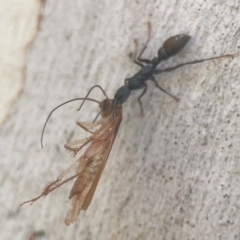 Myrmecia sp. (genus) at Coolo Park - 8 Mar 2024