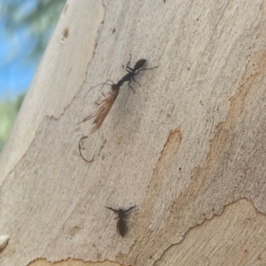 Blattidae sp. (family) at Coolo Park - 8 Mar 2024