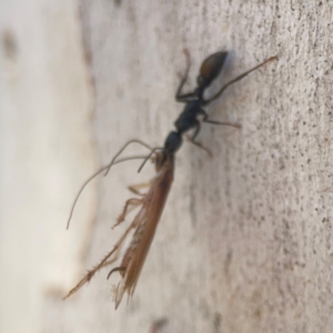 Blattidae sp. (family) at Coolo Park - 8 Mar 2024 02:50 PM