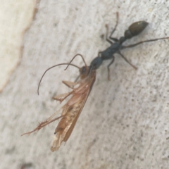 Blattidae sp. (family) at Coolo Park - 8 Mar 2024