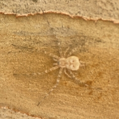 Tamopsis eucalypti (A two-tailed spider) at Coolo Park - 8 Mar 2024 by Hejor1