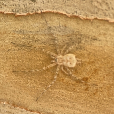 Tamopsis eucalypti (A two-tailed spider) at Weston, ACT - 8 Mar 2024 by Hejor1