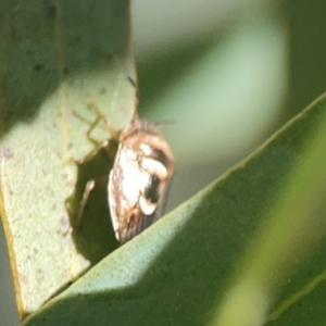 Menida plebeia at Coolo Park - 8 Mar 2024 02:52 PM