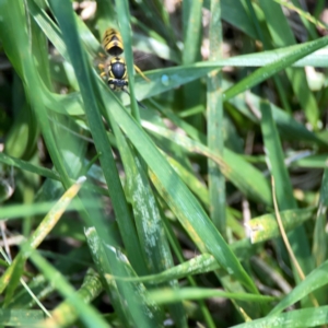 Vespula germanica at Mount Ainslie to Black Mountain - 5 Mar 2024