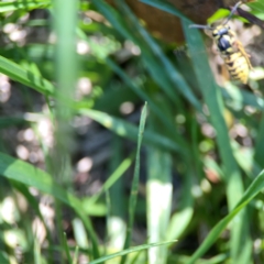 Vespula germanica at Mount Ainslie to Black Mountain - 5 Mar 2024 02:53 PM