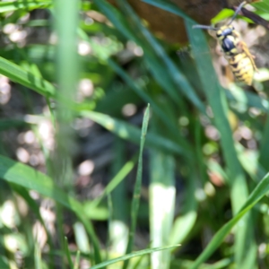 Vespula germanica at Mount Ainslie to Black Mountain - 5 Mar 2024 02:53 PM