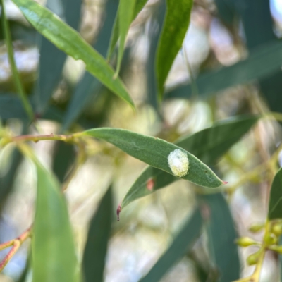 Glycaspis sp. (genus) at Campbell, ACT - 5 Mar 2024 by Hejor1