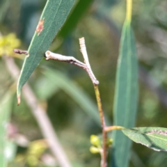 Chaetophyes compacta (Tube spittlebug) at Mount Ainslie to Black Mountain - 5 Mar 2024 by Hejor1