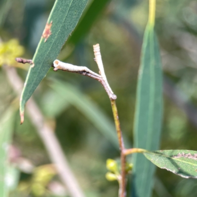 Chaetophyes compacta (Tube spittlebug) at Mount Ainslie to Black Mountain - 5 Mar 2024 by Hejor1