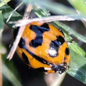 Coccinella transversalis at Mount Ainslie to Black Mountain - 5 Mar 2024